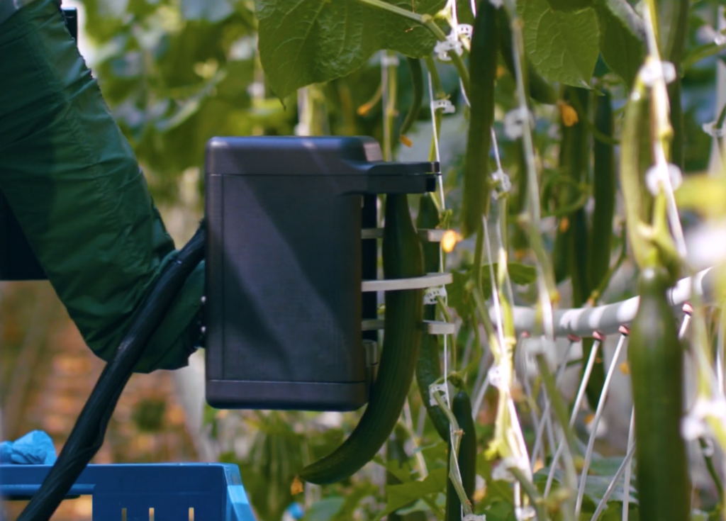 Four Growers' robot harvesting a cucumber.